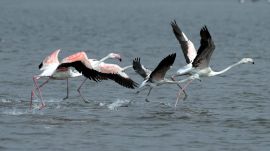 Due to drought conditions, the nesting of Siberian flamingos is being affected by a decline in their migration numbers. (Express Photo By Pavan Khengre)