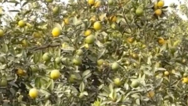 HARBIR Singh Jhajj and Navjot Kaur (pictured) defied the migrant trend, trading stable careers in Australia for a successful, diversified 22-acre lemon-farming enterprise in Punjab.