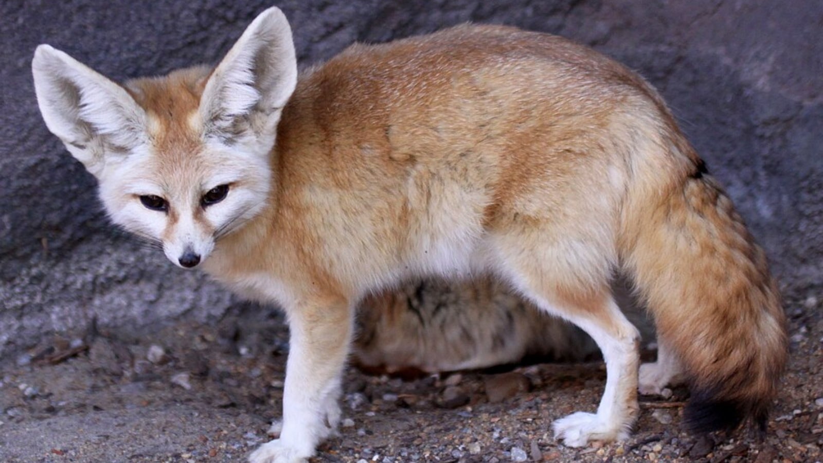 8 animals that stay cool in the scorching summer heat