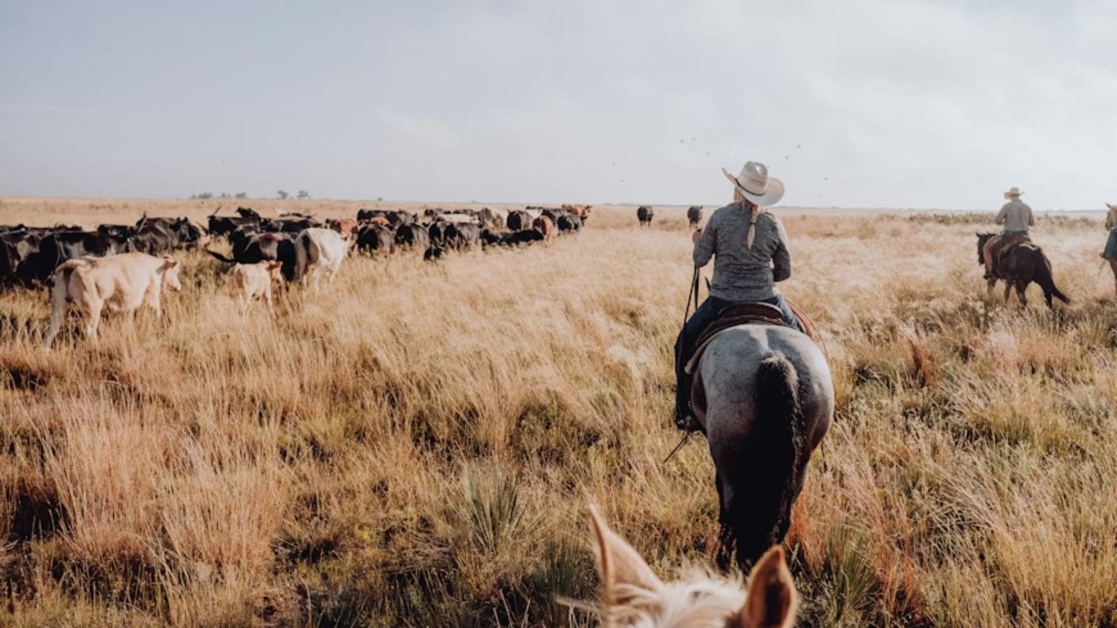 The true origin of ‘cowboys’