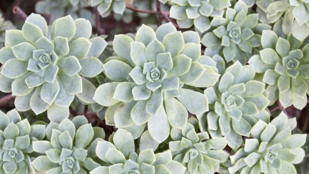 plants