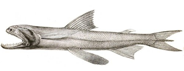 Bombay duck (Wikipedia)