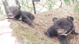 Himalayan black bear cubs