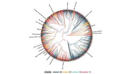 The data set included 1,700 languages worldwide and constituted one of the greatest attempts to prove or disprove the existence of common grammatical rules among diverse nations and regions. (Image: Max Planck Gesellschaft)