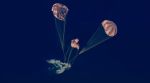 The Artemis II crew has successfully returned, with the Orion spacecraft completing a parachute-assisted splashdown in the Pacific Ocean off San Diego at 8:07 p.m. EDT (5:34 am IST). (Image: Nasa)
