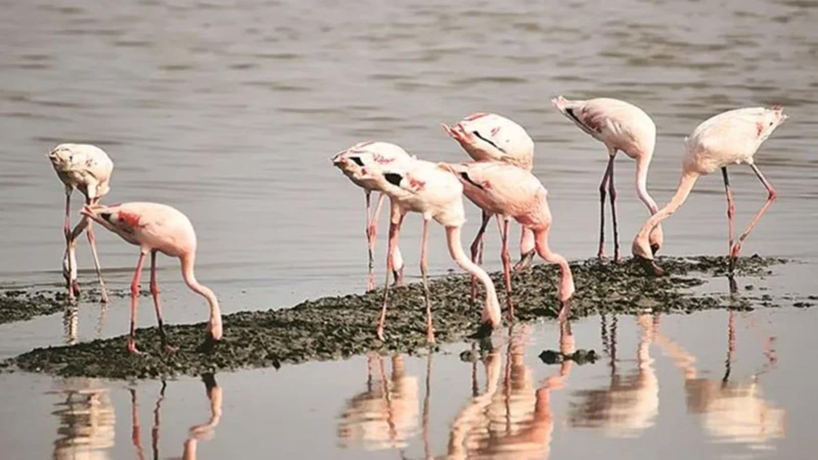 Flamingos arrive in MMR, months later than expected