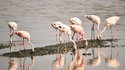 Flamingo