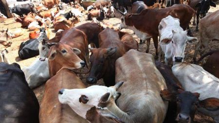 cow