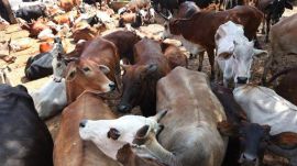 cow