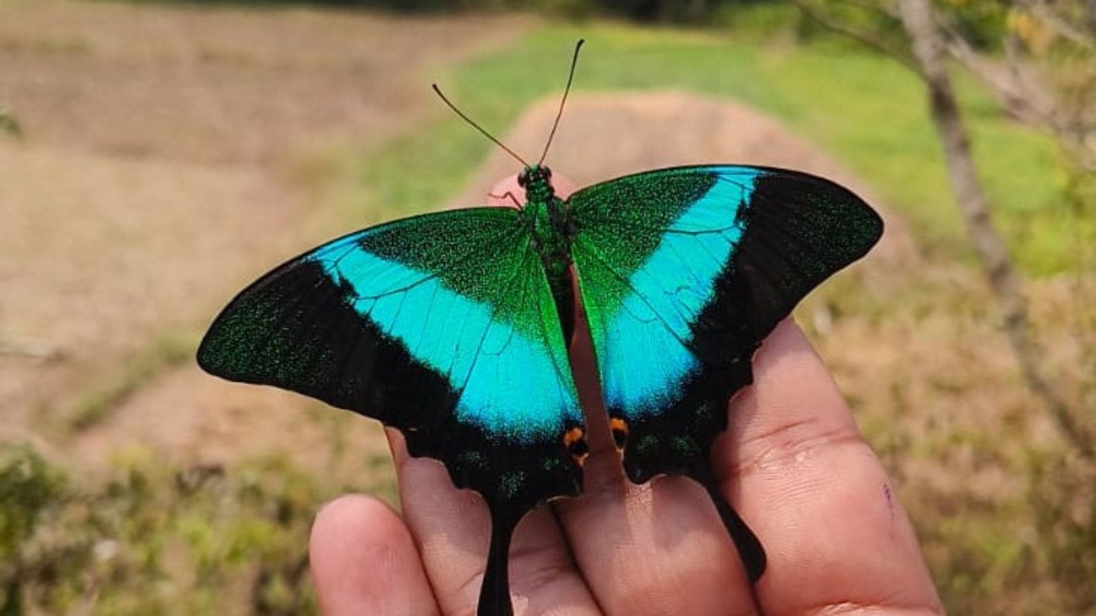 BEYOND THE CITY | Inside Parpoli: State’s first butterfly village with over 200+ species and growing challenges