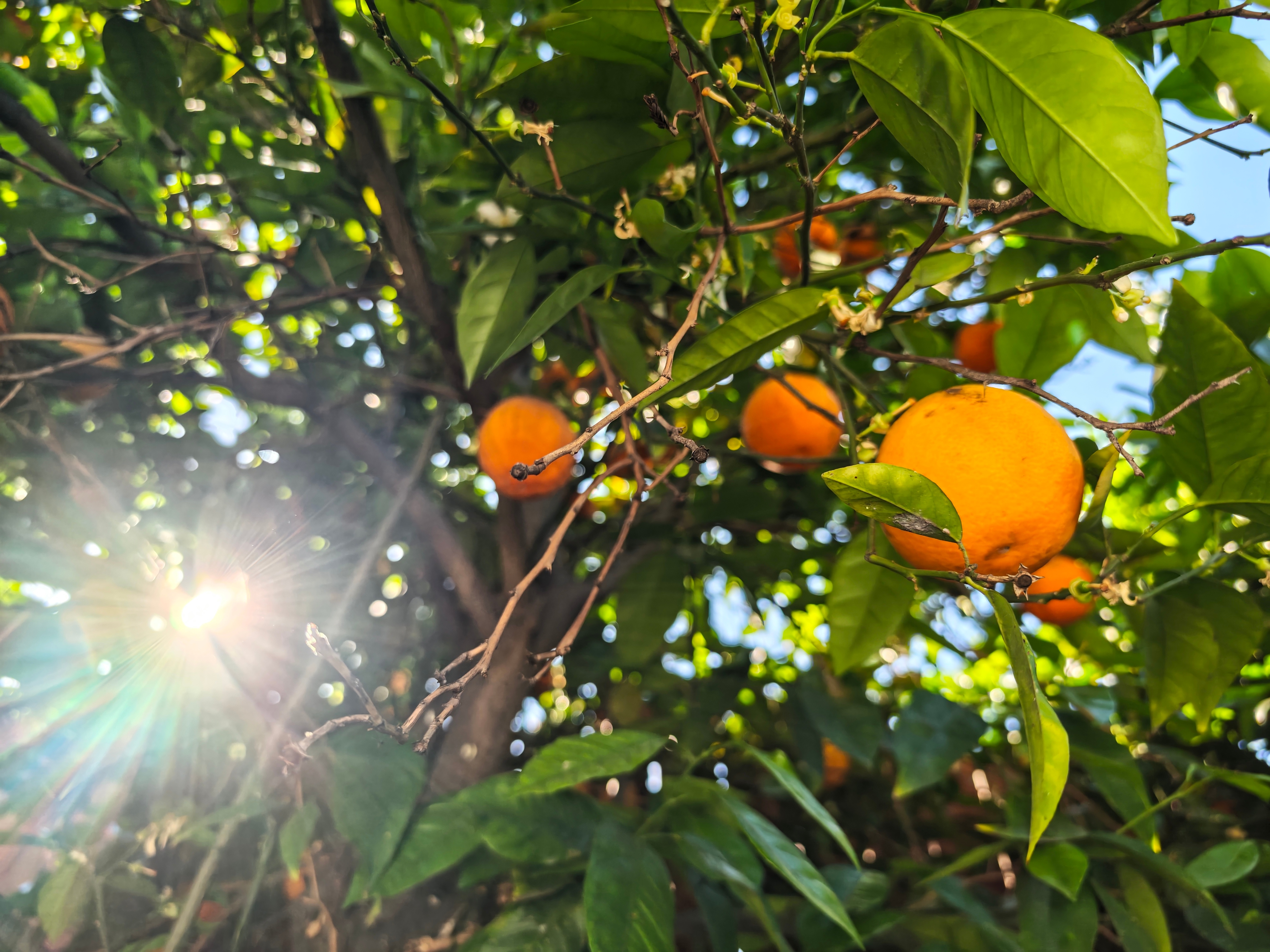 Xiaomi 17 Ultra camera sample.