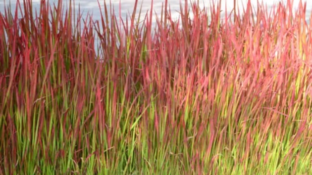plants
