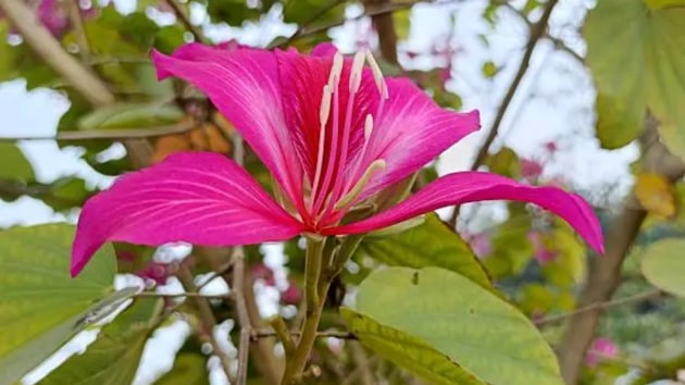 flowers