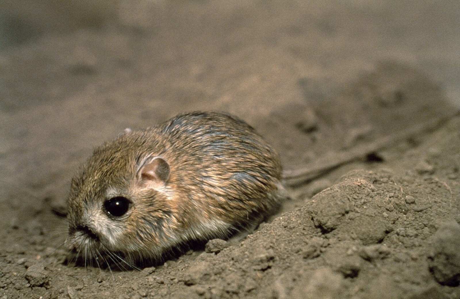 Kangaroo Rat