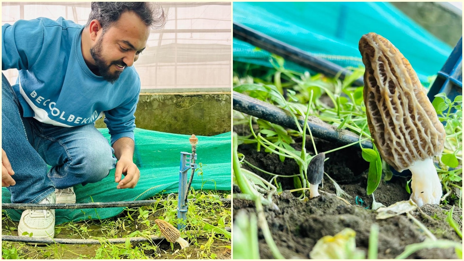 Kashmir scientists crack cultivation of rare Rs 40,000 morel mushrooms