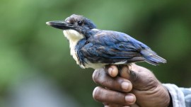 birds