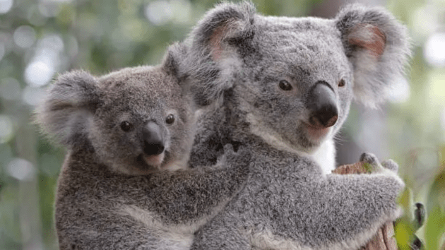 animals