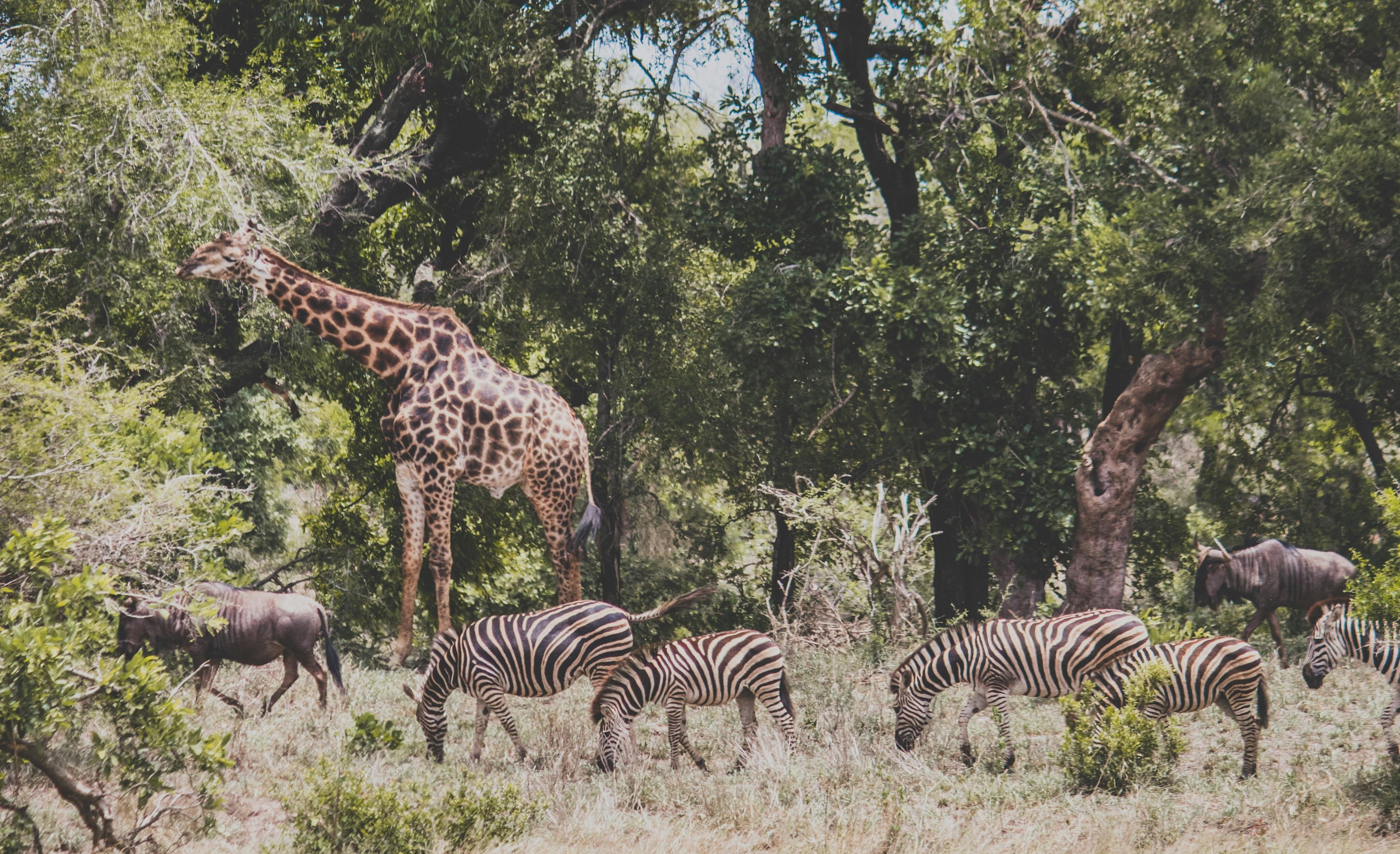Kruger National Park safari