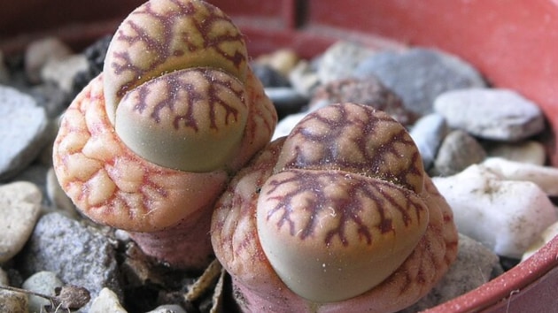 plants