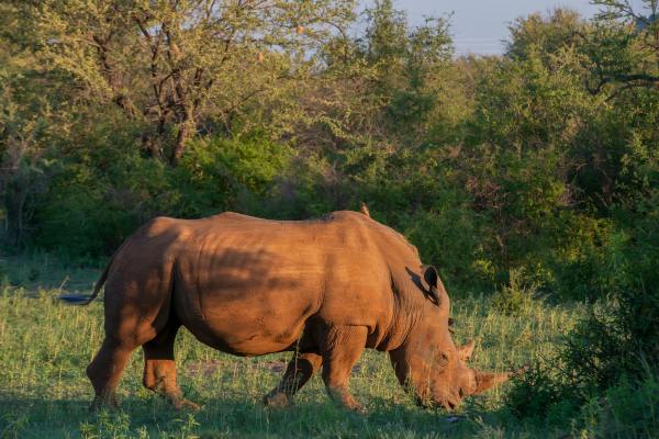 Madikwe Game Reserve safari