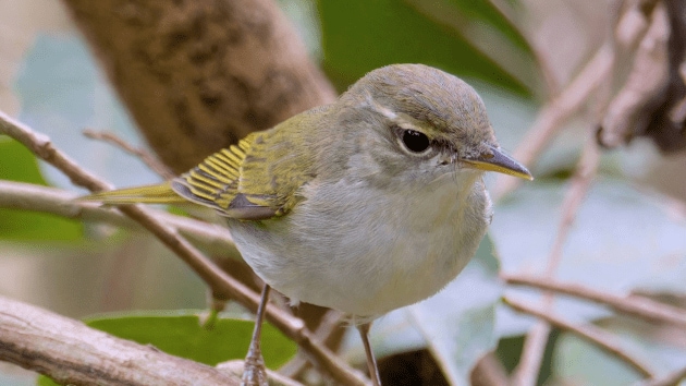 birds