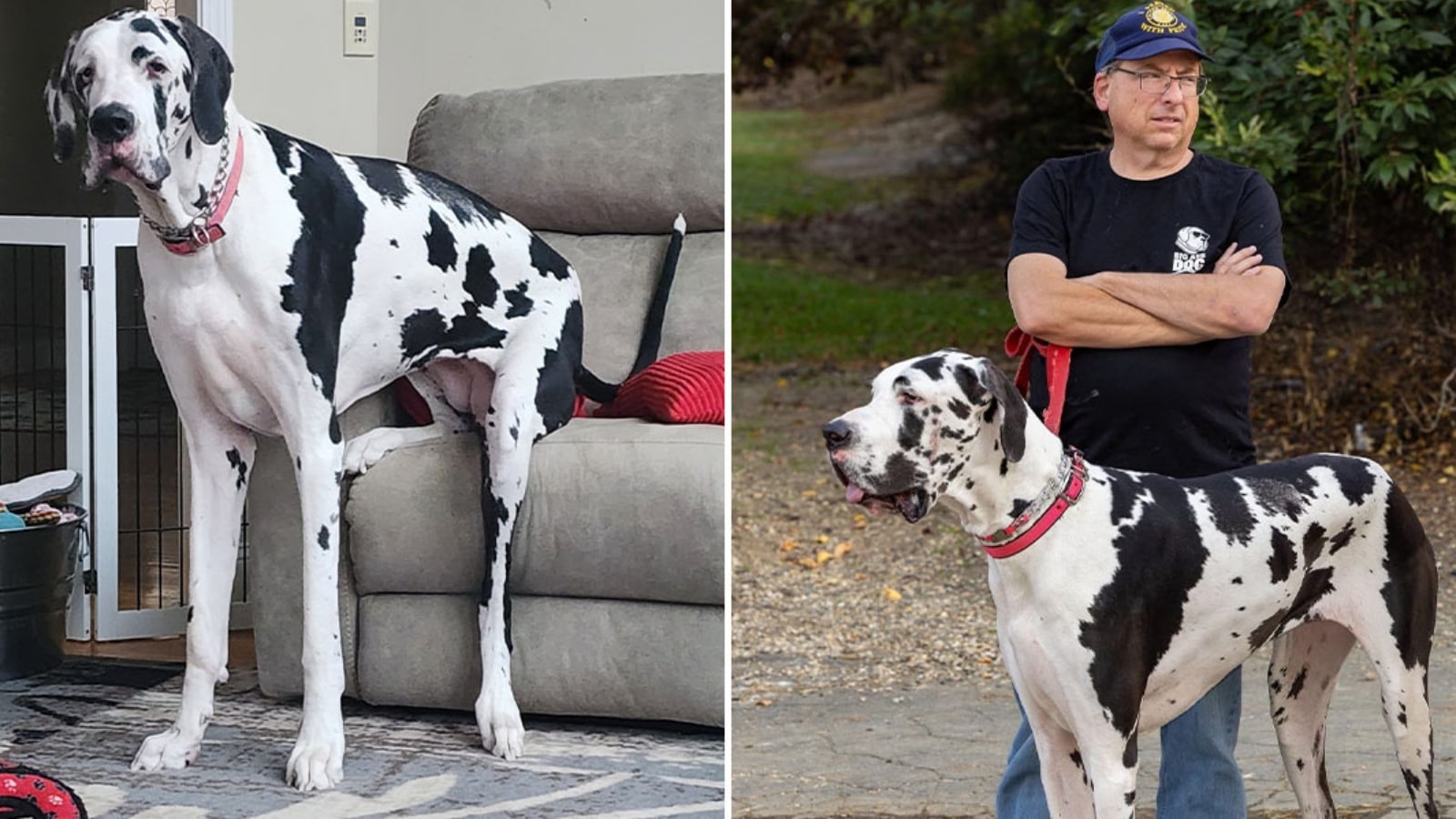 At over 3 feet tall, Minnie is officially the world’s tallest female dog