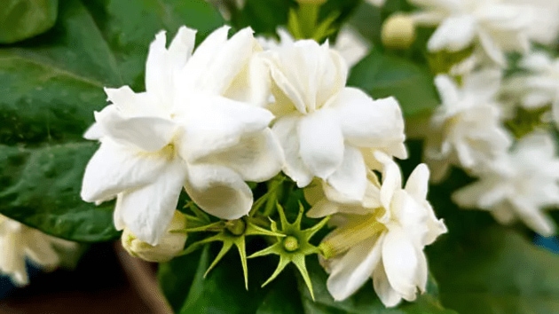 flowers