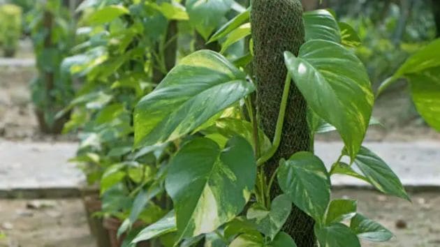 plants