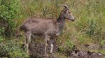 Nilgiri Tahr