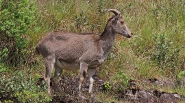 Nilgiri Tahr