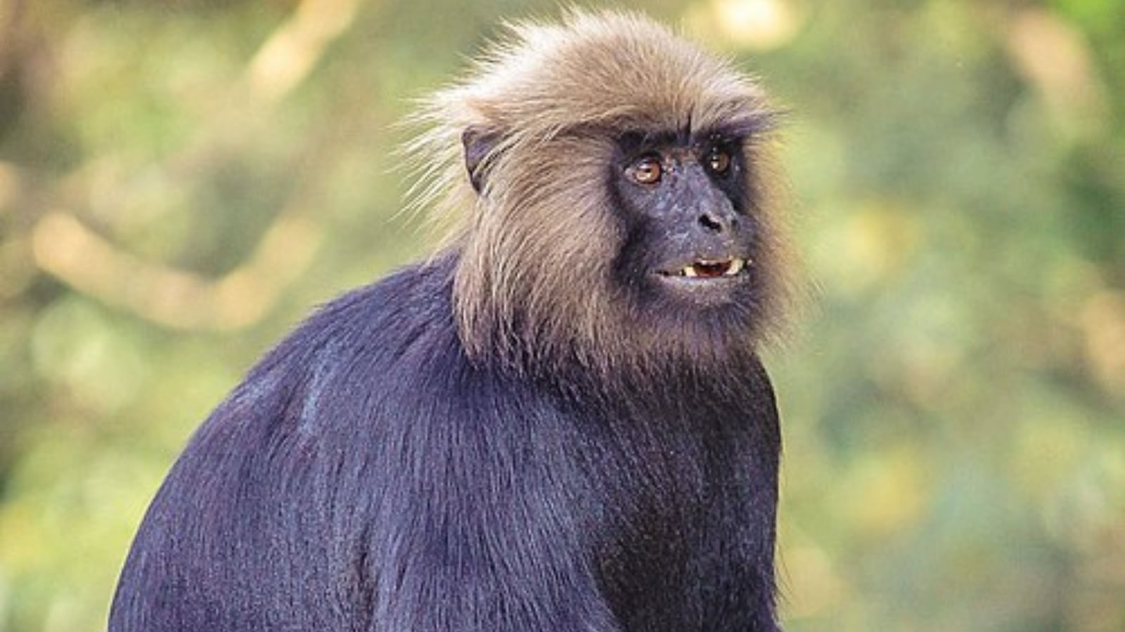 Nilgiri Langur (Photo: Wikipedia)