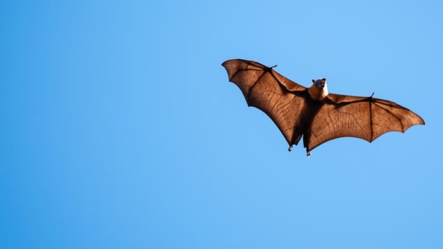 bats