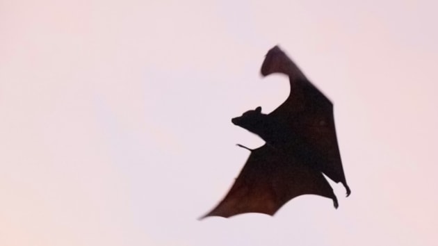 bats