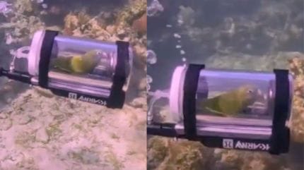 Parakeet Bebe snorkelling video