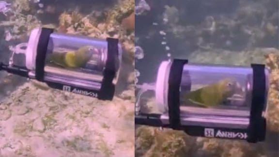 Parakeet Bebe snorkelling video