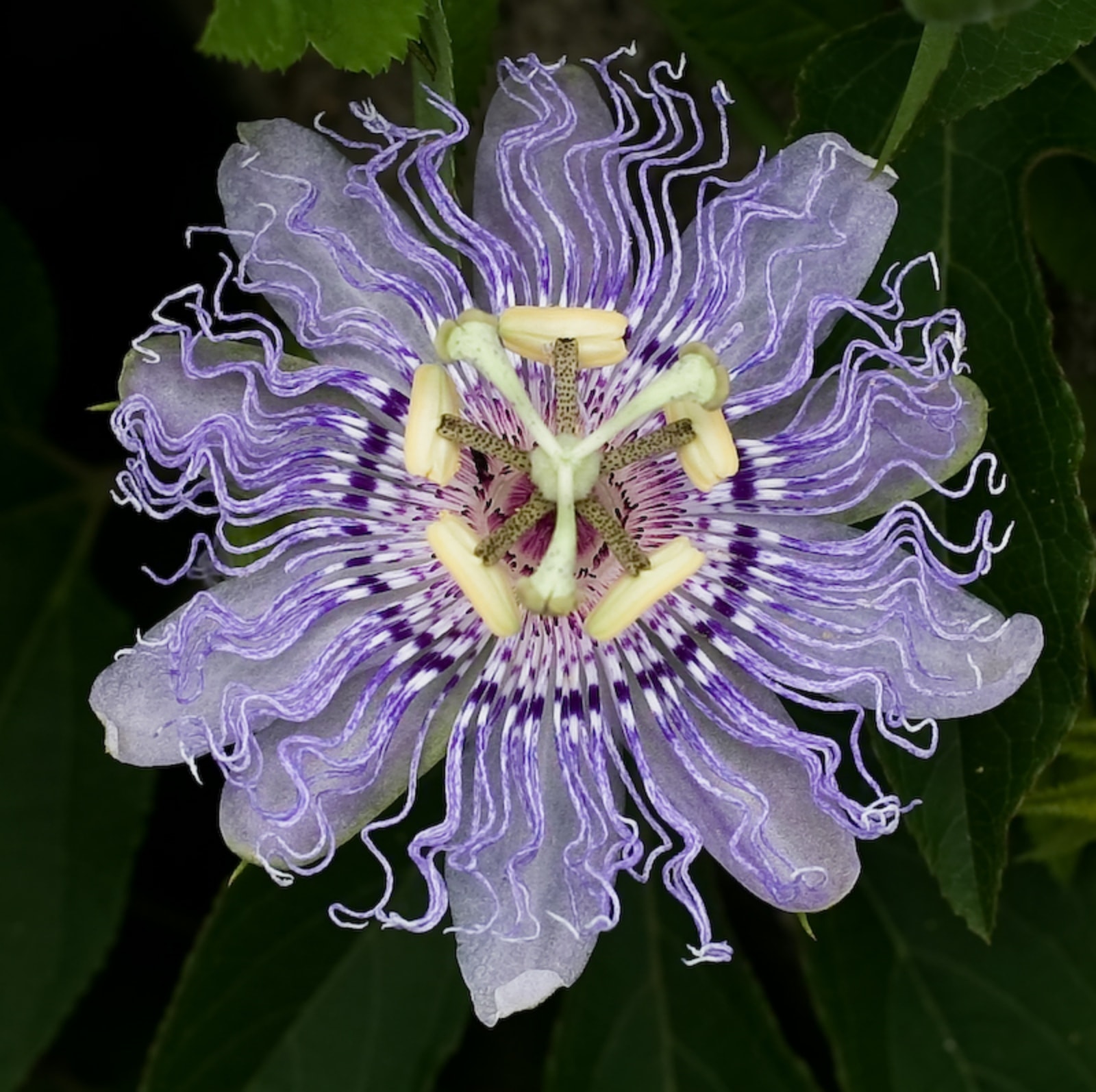 Passion flower