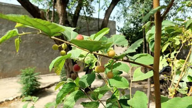 fruits