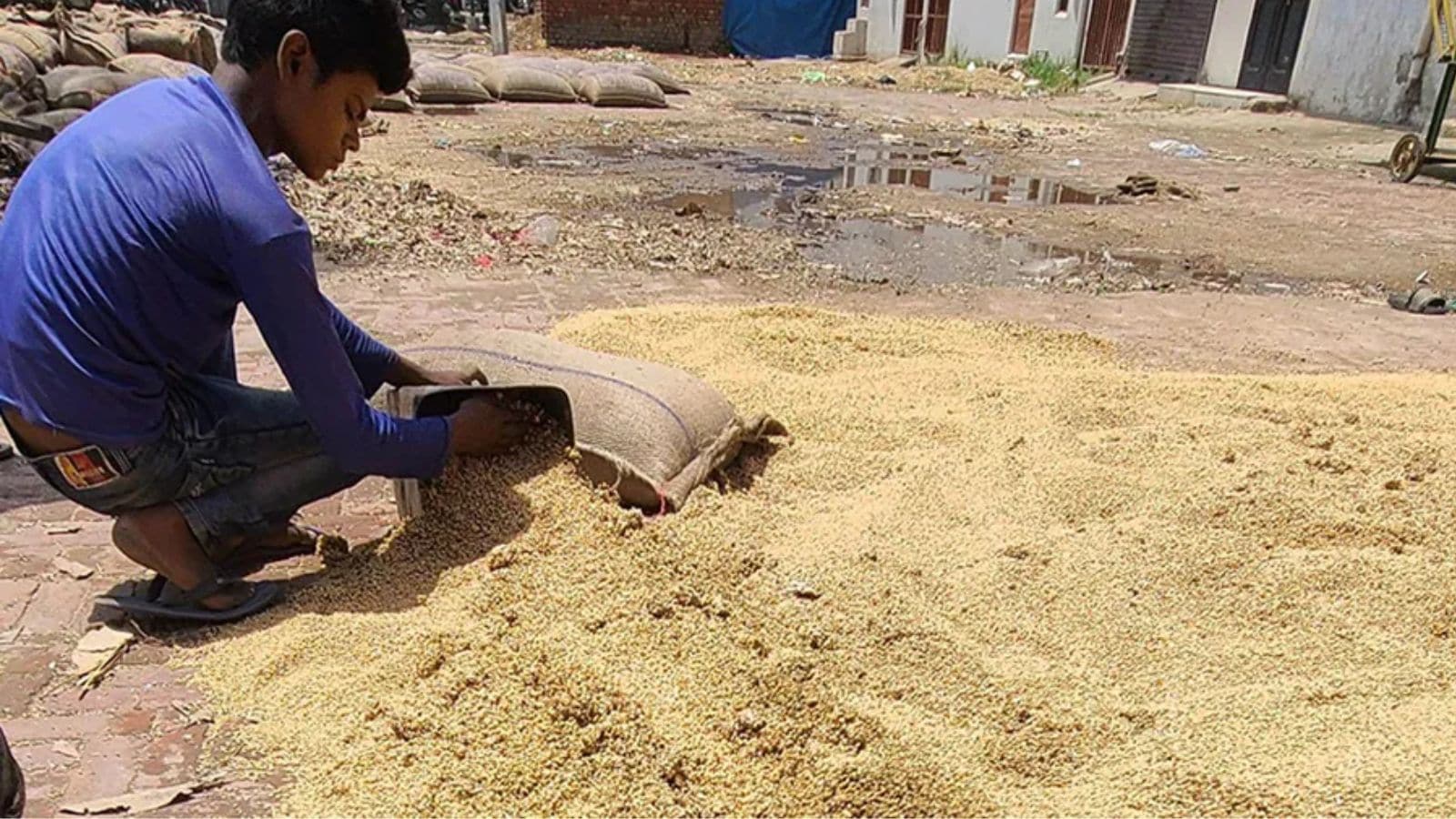 As poor-quality wheat piles up, procurement agencies seek waiver of storage gain norms