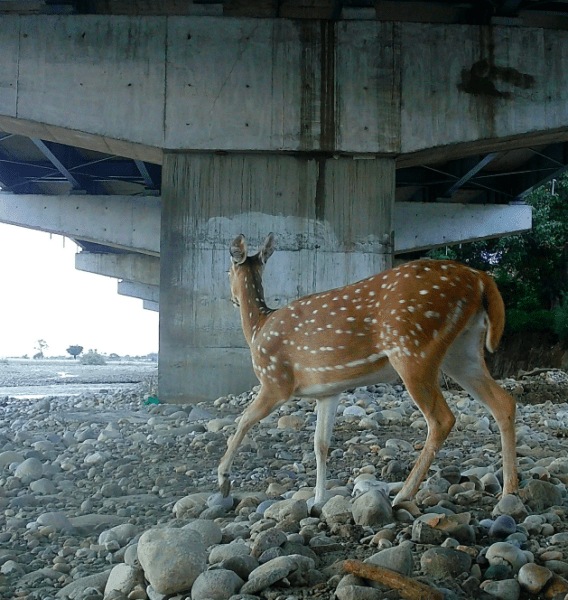 Delhi-Dehradun expressway 18 species identified