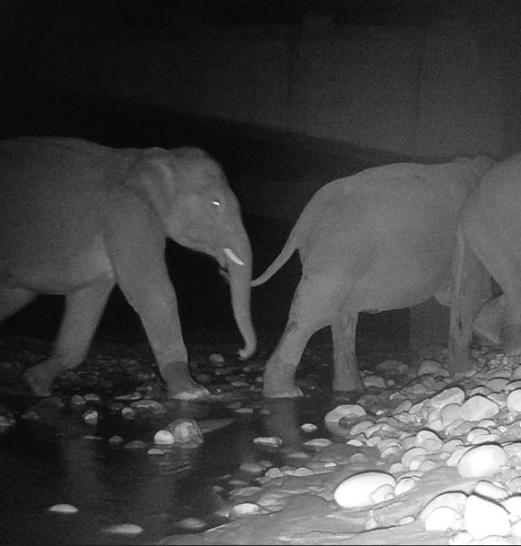 Elephants