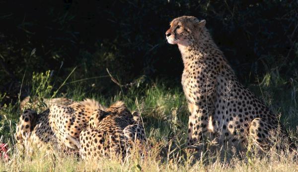 Pilanesberg National Park and Game Reserve safari