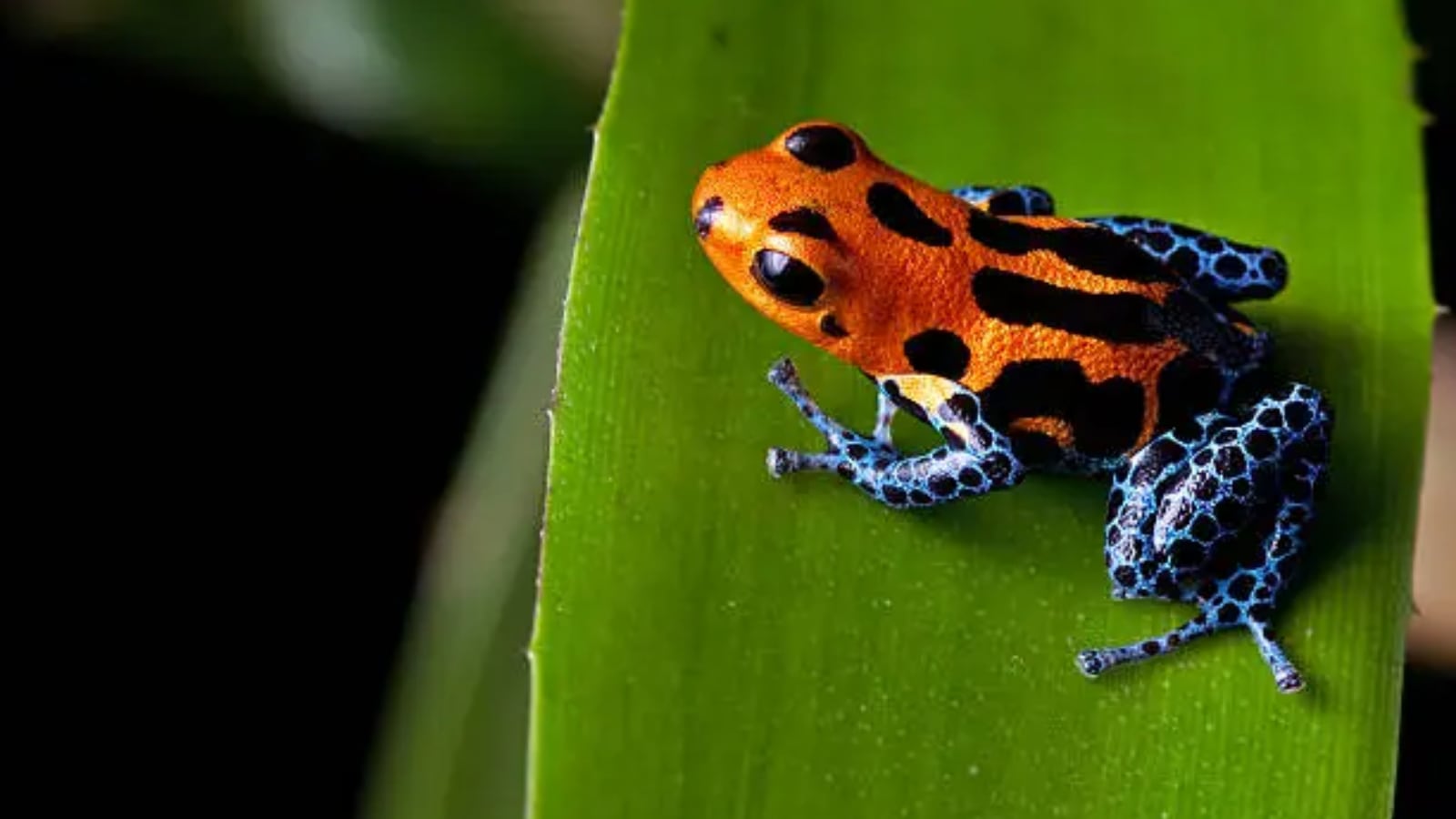 Deadliest animals you didn’t know existed