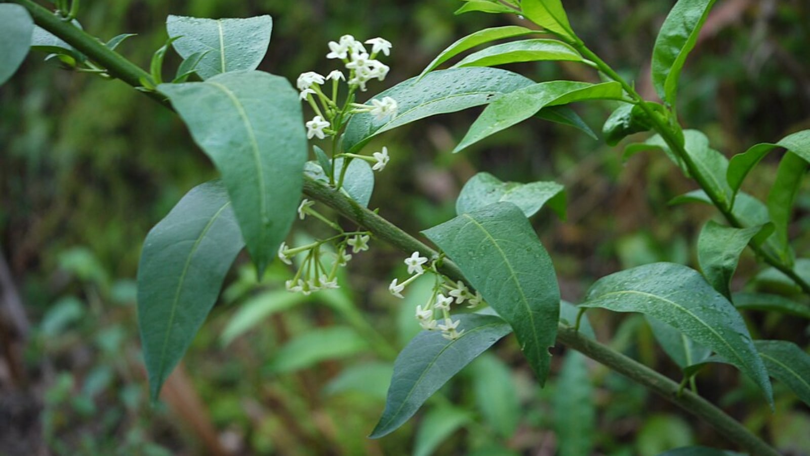 Flowers that bloom in India during the summer