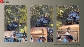 Ranthambore tiger viral video