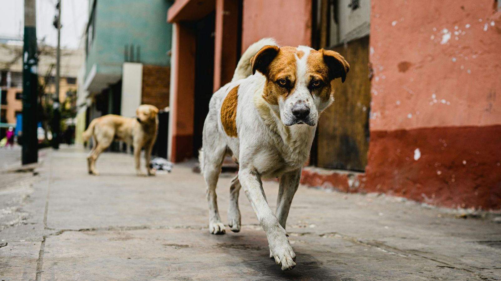 ‘Rabid’ dog on biting spree injures 36 wedding guests, pedestrians in Badaun