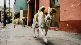 'Rabid' dog on biting spree injures 36 wedding guests, pedestrians in Badaun