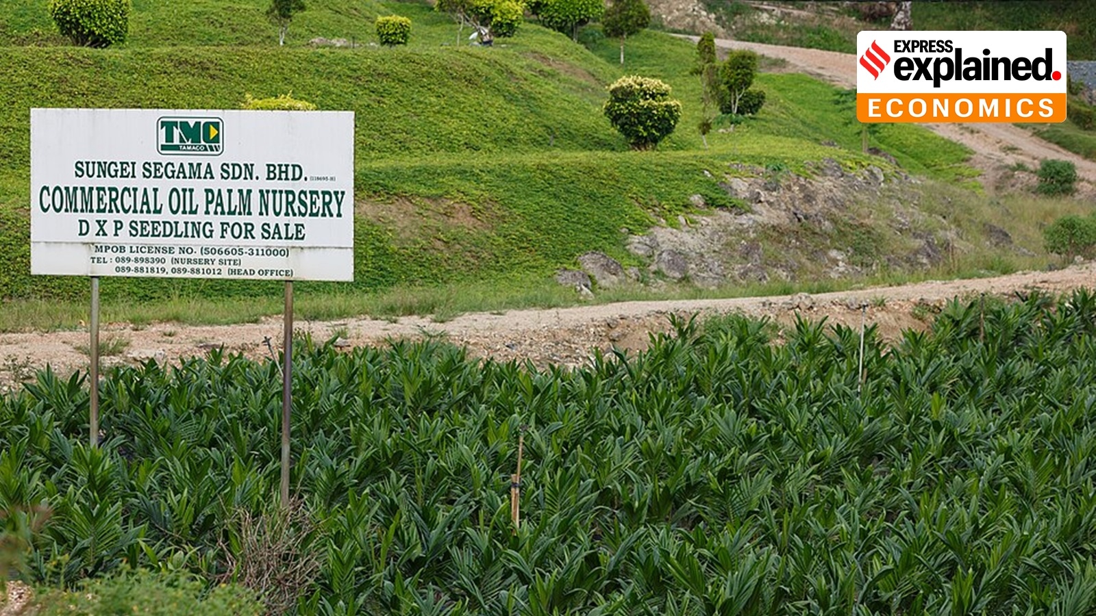 Expert Explains: Why Indonesia’s new biofuel push could make cooking oil expensive in India