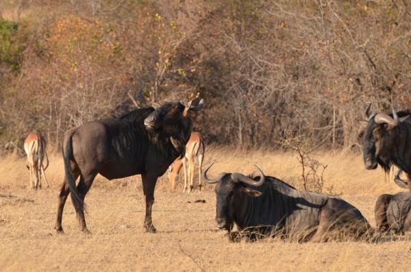 Sabi Sands Game Reserve safari