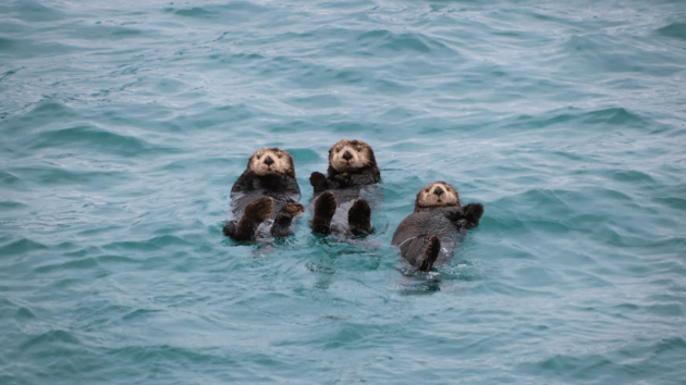 animals