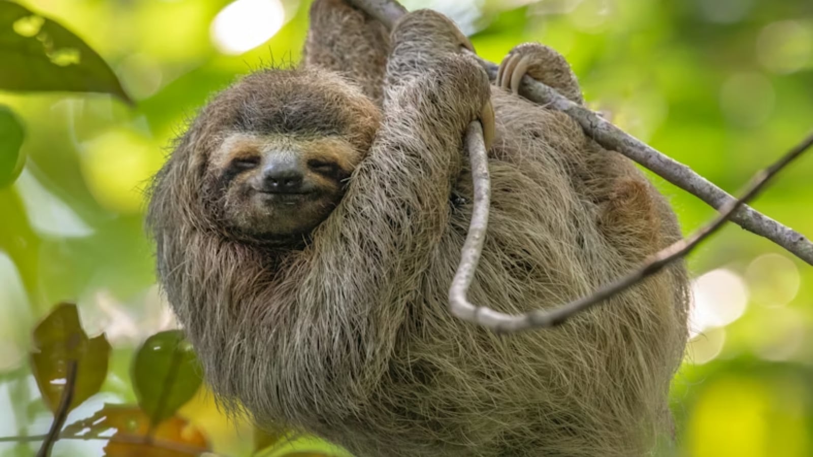 The clingiest animals in the world
